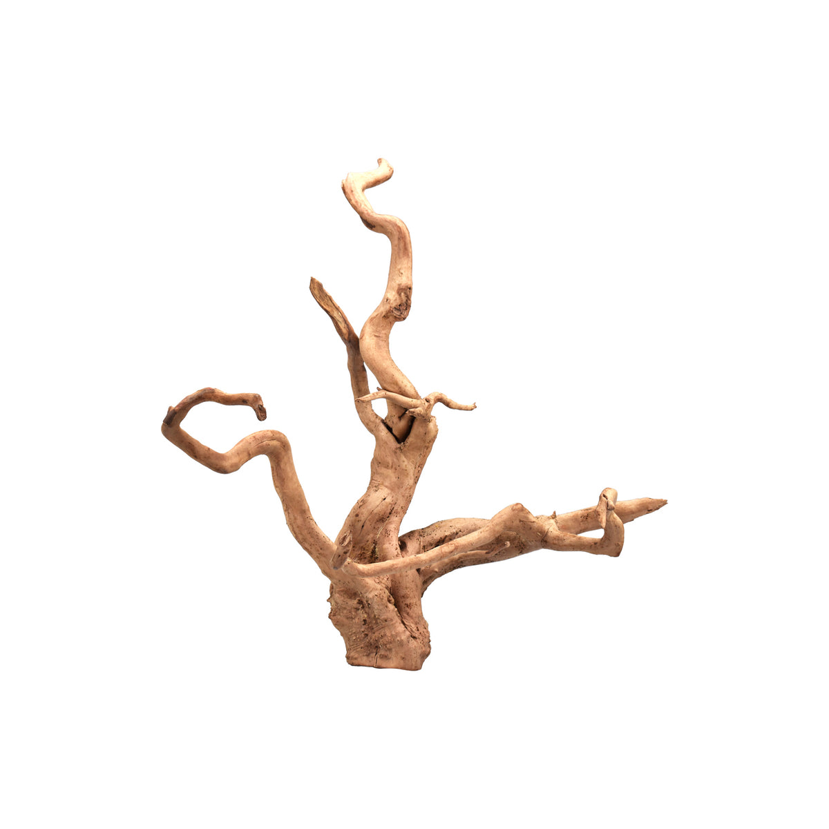 AQPET ZEN WOOD WURZELHOLZ AUSGEWÄHLT