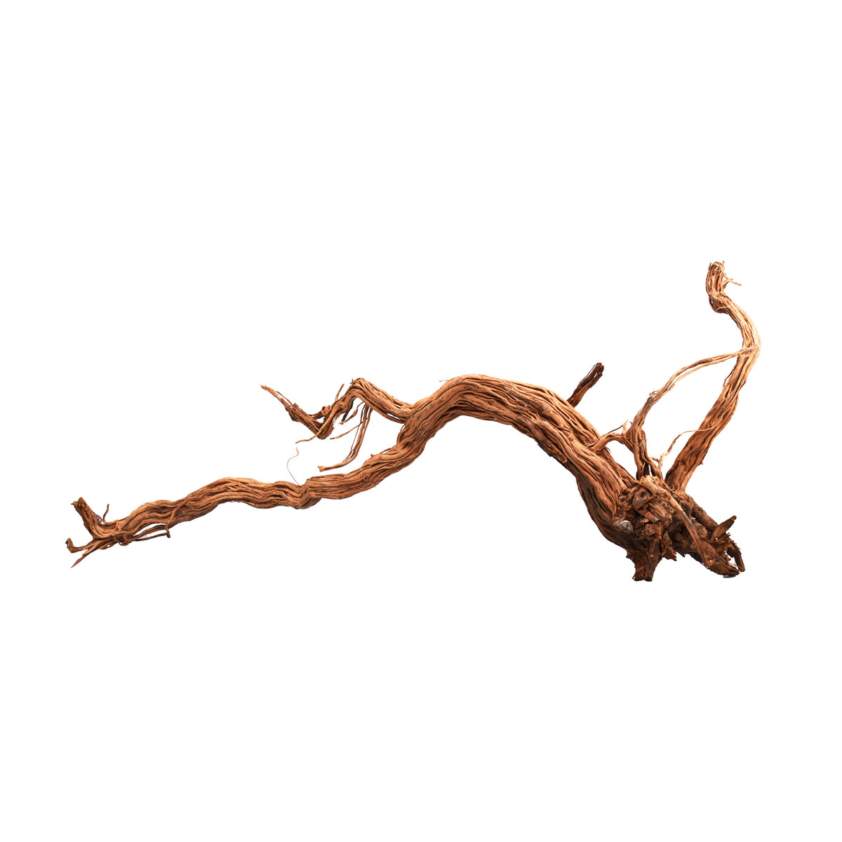 AQPET ZEN WOOD AZALEA DRAGON WURZELHOLZ SELECT