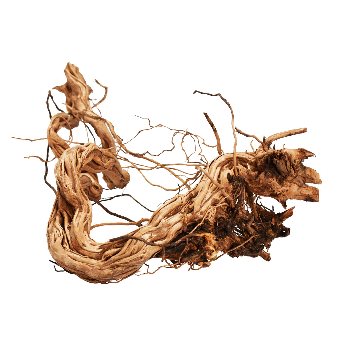 AQPET ZEN WOOD AZALEA DRAGON WURZELHOLZ SELECT