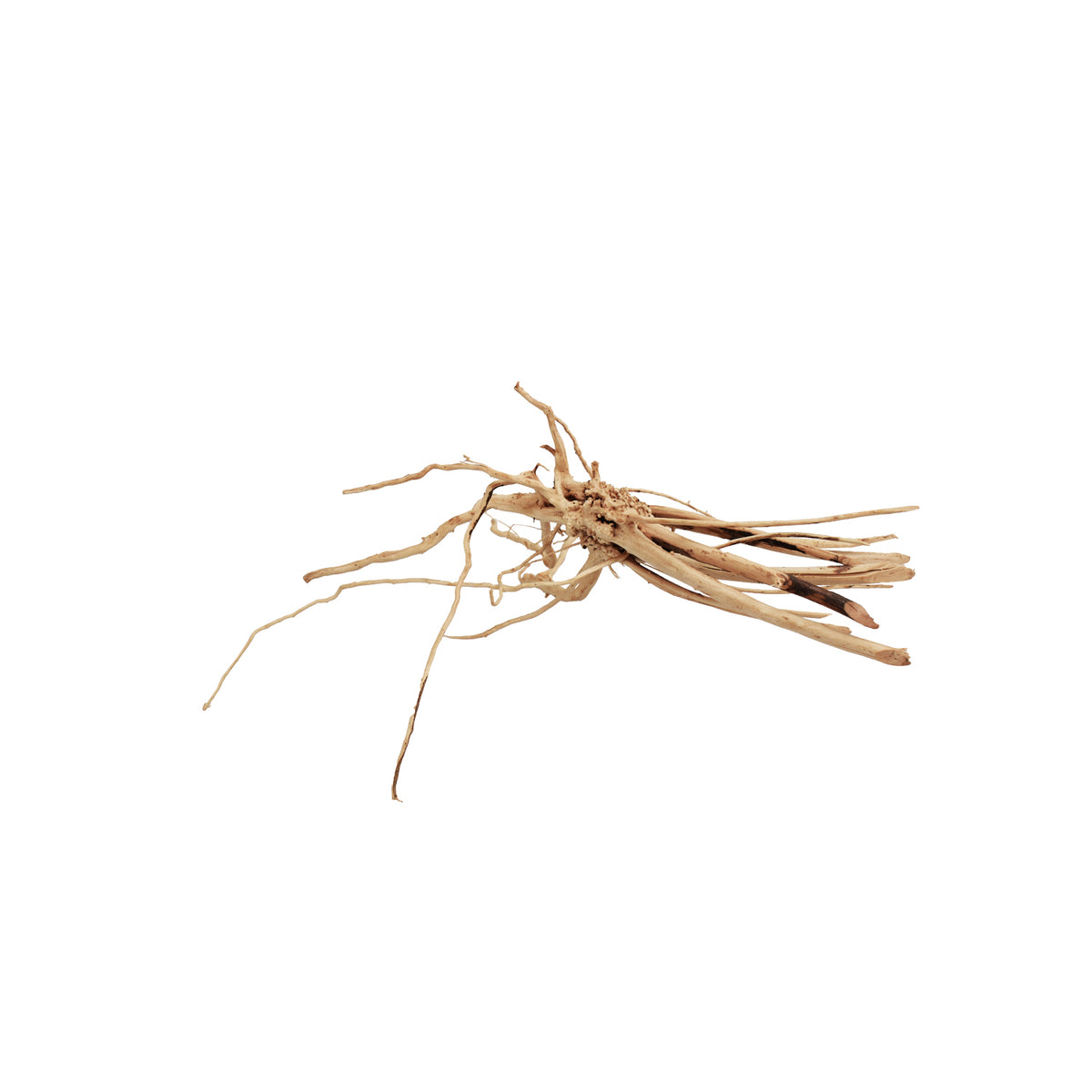AQPET ZEN WOOD SLIM WURZELHOLZ SELECT