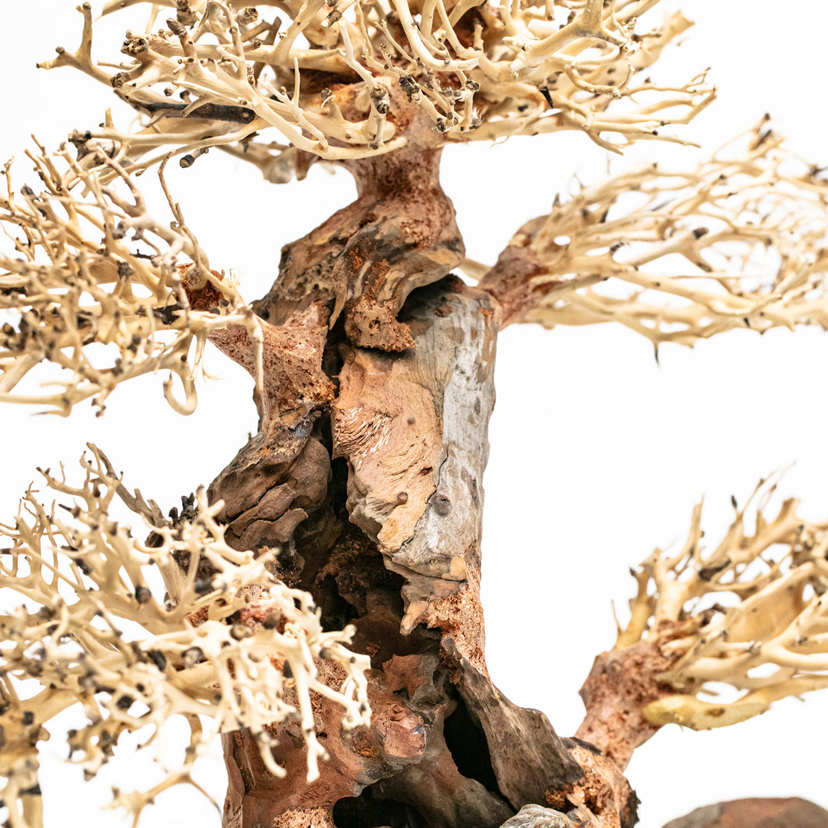 AQPET ZEN BONSAI HOLZ