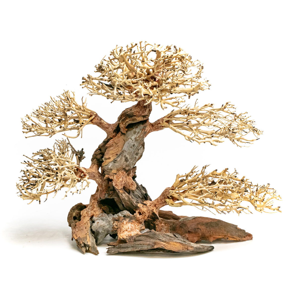 AQPET ZEN BONSAI HOLZ
