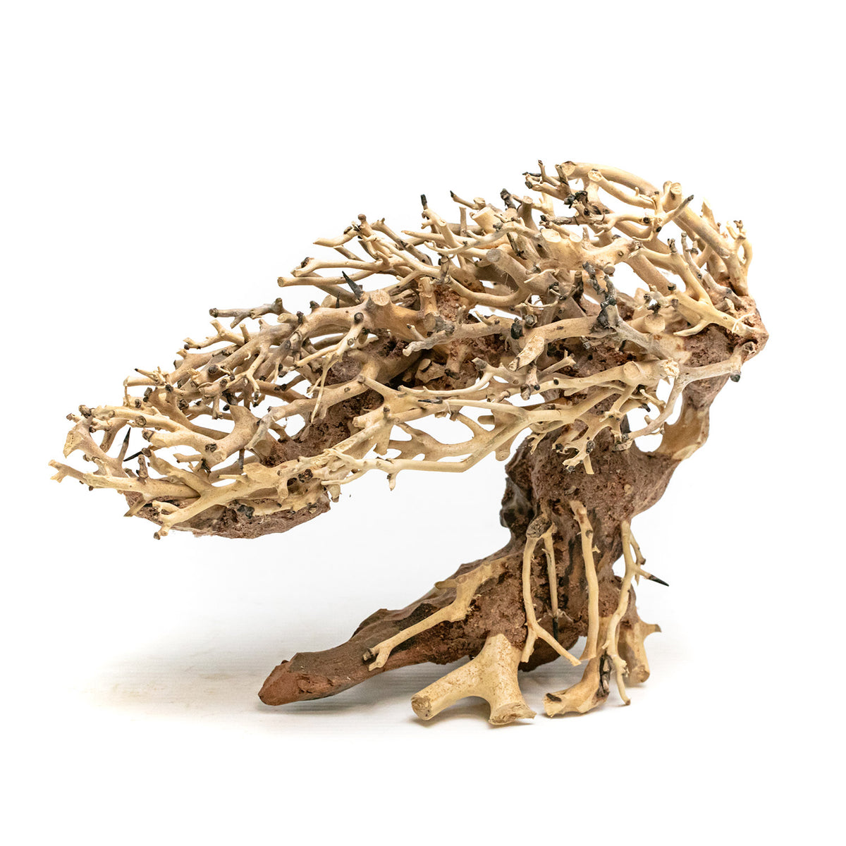 AQPET ZEN BONSAI ROMANTISCH