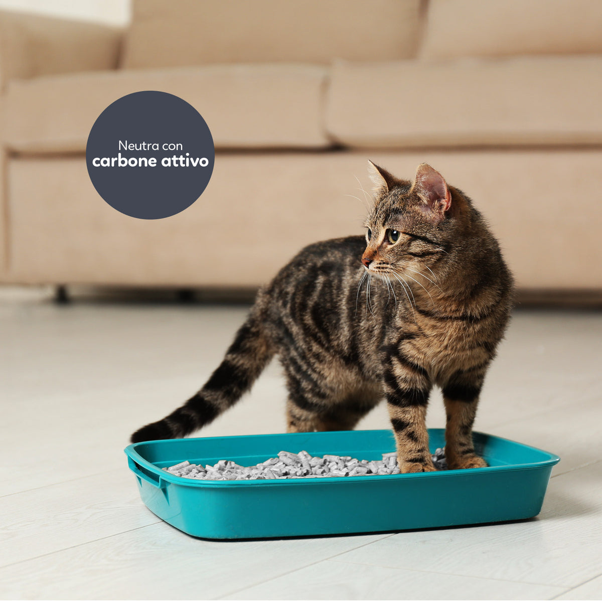 AQPET FRIENDS Catty Green Katzenstreu Soja Duft Holzkohle 6 Liter für Katzen, super saugfähig, geruchsneutralisierend, Katzenhygiene