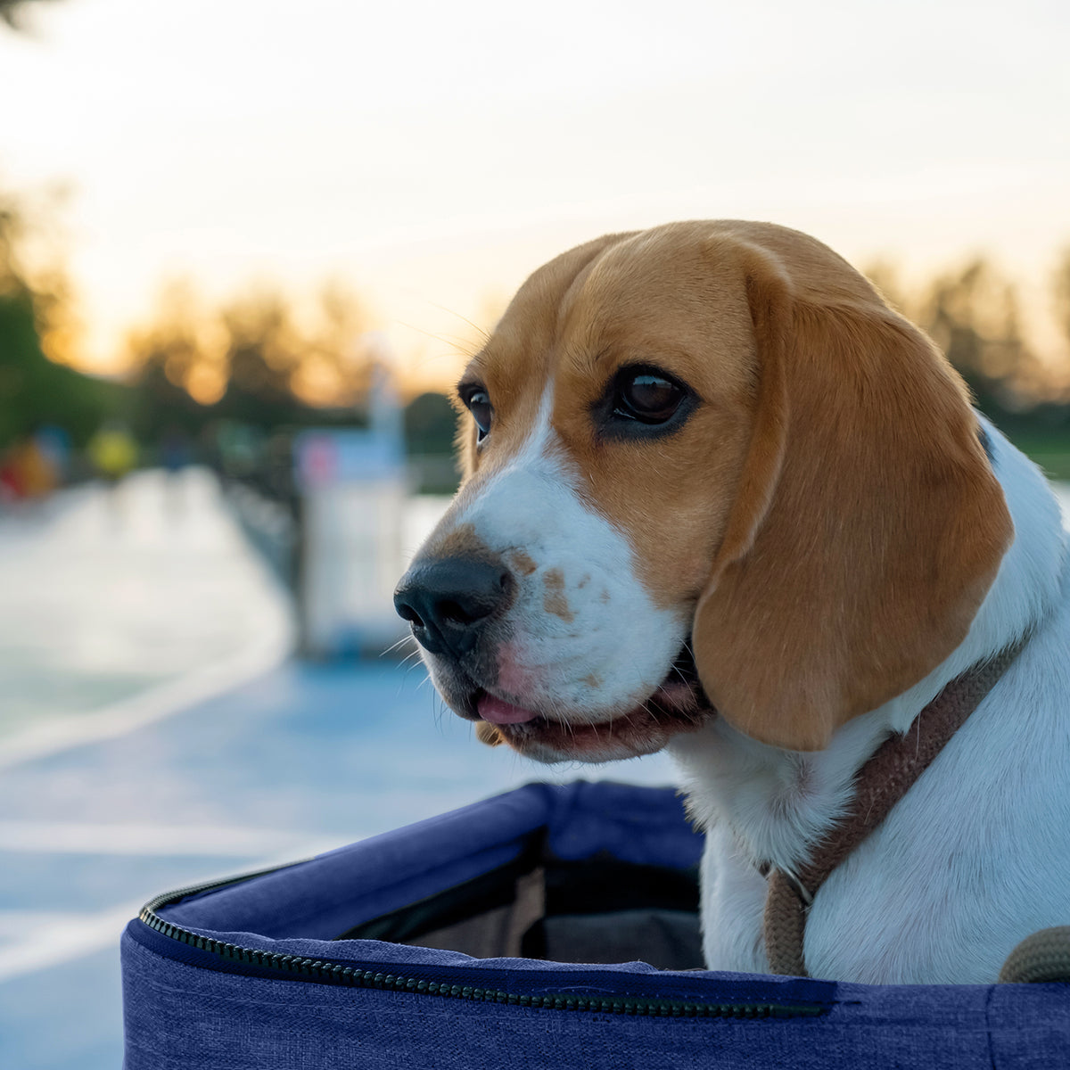 AQPET FRIENDS Bequemer und praktischer Kinderwagen für Hunde mittlerer/kleiner Größe für Hunde und Katzen Sichere Reise