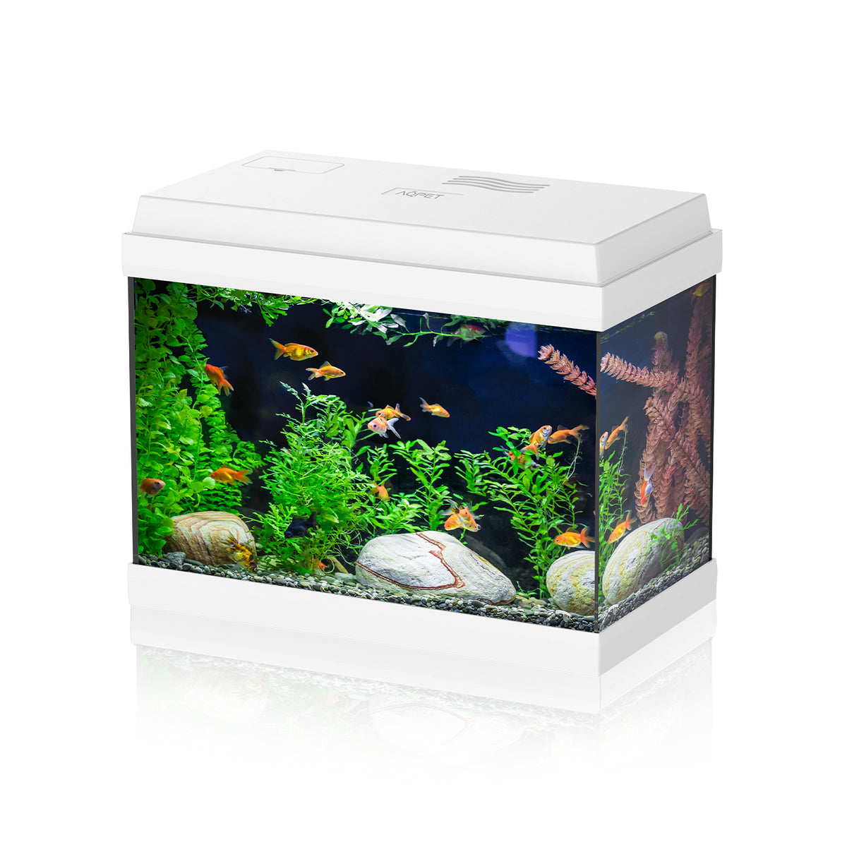 AQPET AQUARIUM SIMPLY LED 30 WEISS KOMPLETT MIT LICHT UND FILTER – 39X22X30 H CM