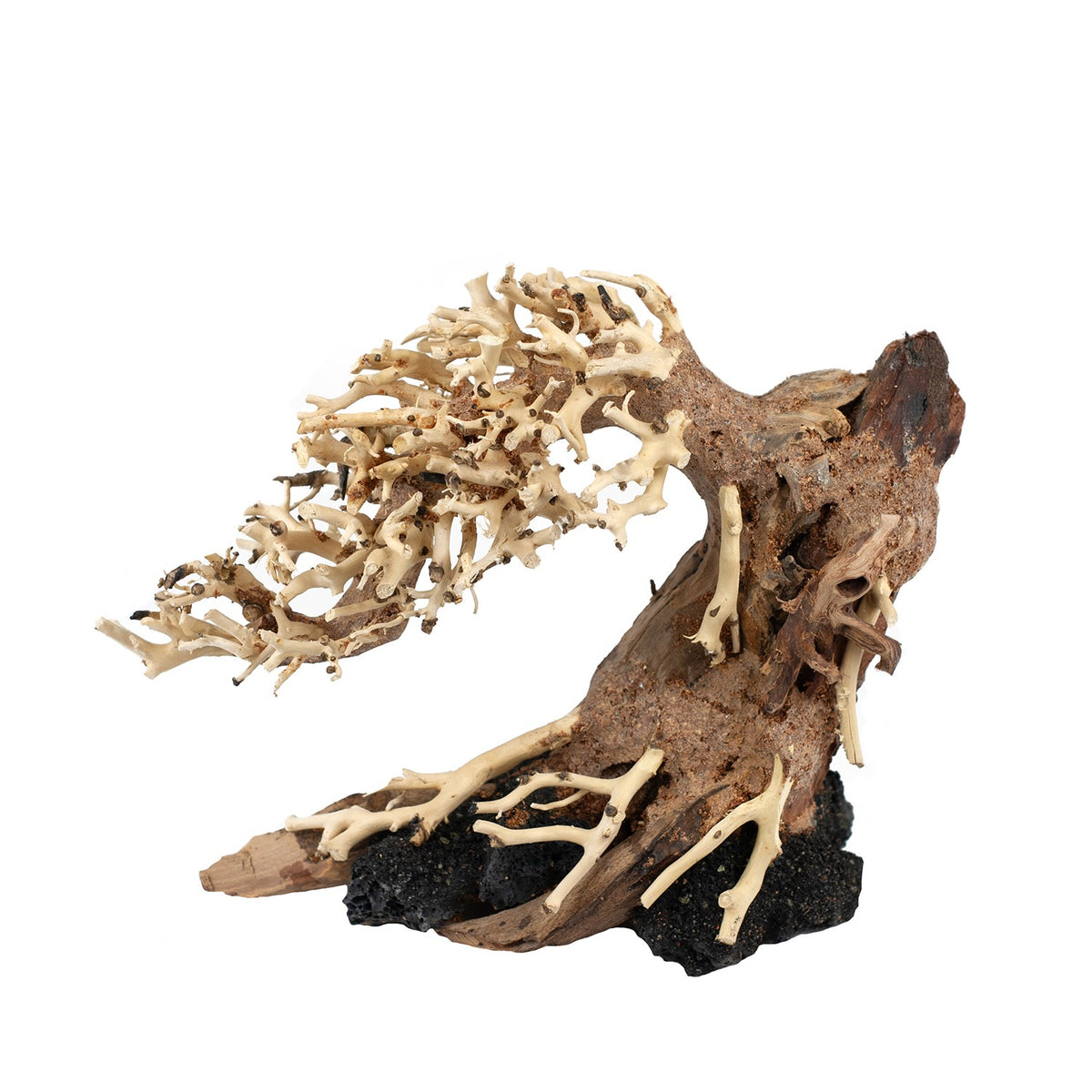 AQ PET ZEN BONSAI FAMILIE