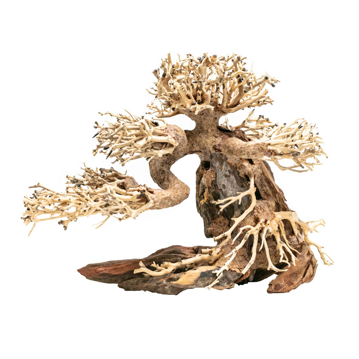 AQPET ZEN BONSAI KIEFER