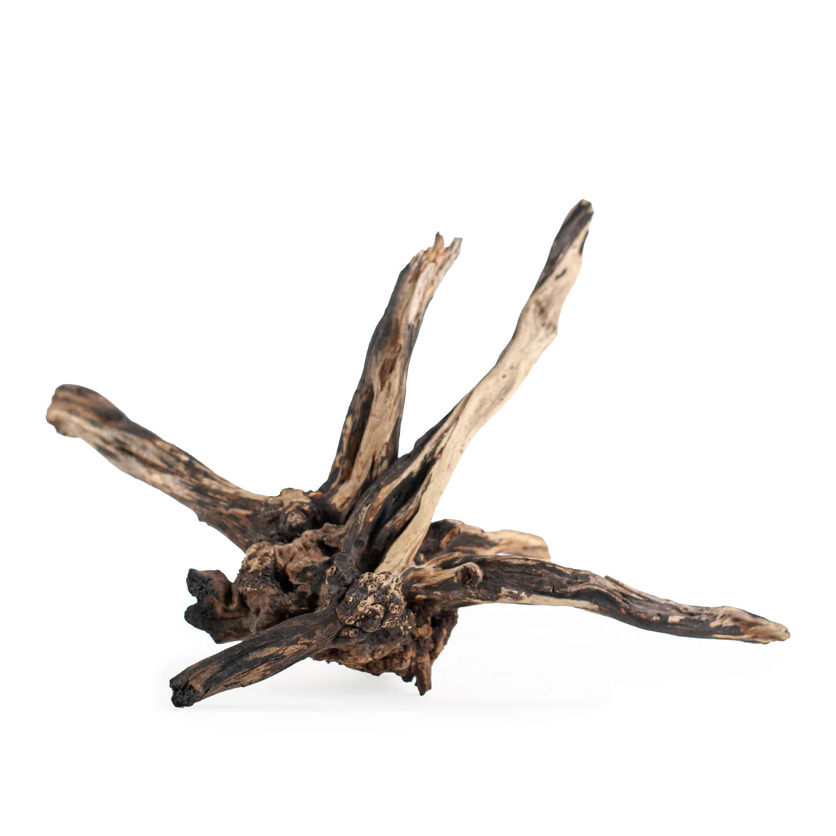 AQPET ZEN WOOD SCHWARZ SCHMAL