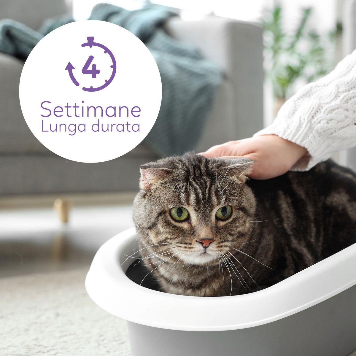 AQPET FRIENDS Katzenstreu aus Silikat, Catty Lavendelduft, supersaugfähig, geruchshemmend, Katzenhygiene