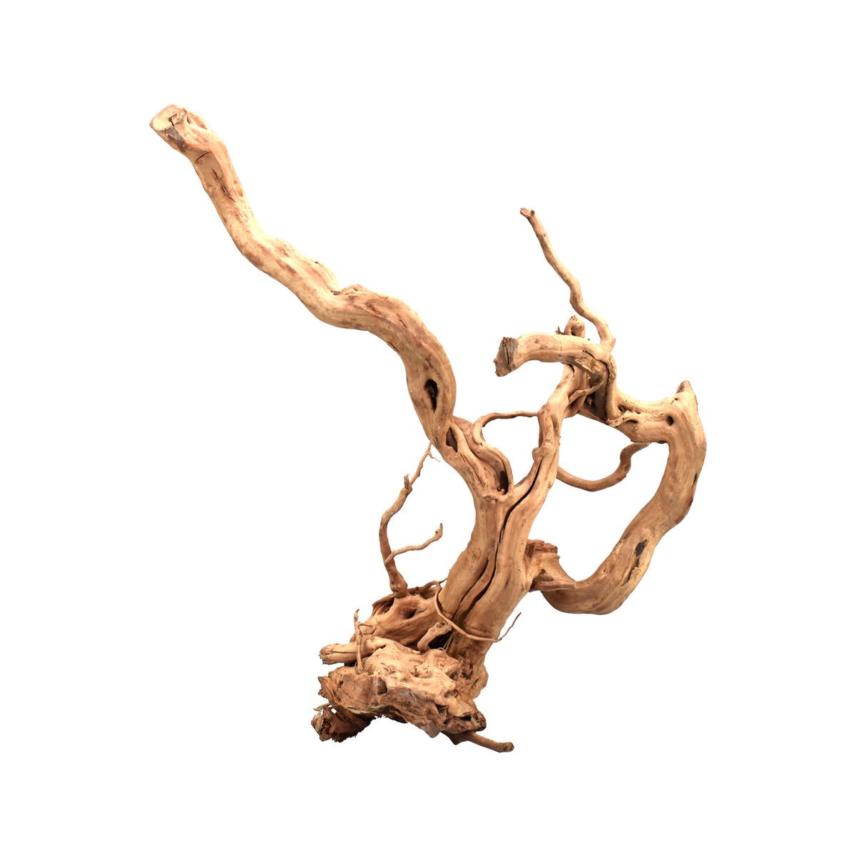 AQPET ZEN WOOD WURZELHOLZ AUSGEWÄHLT