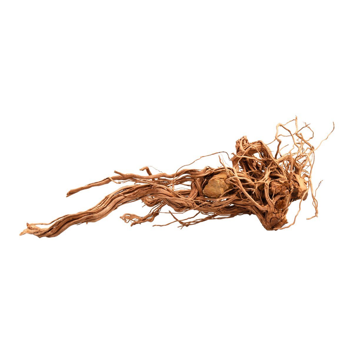 AQPET ZEN WOOD AZALEA DRAGON WURZELHOLZ SELECT