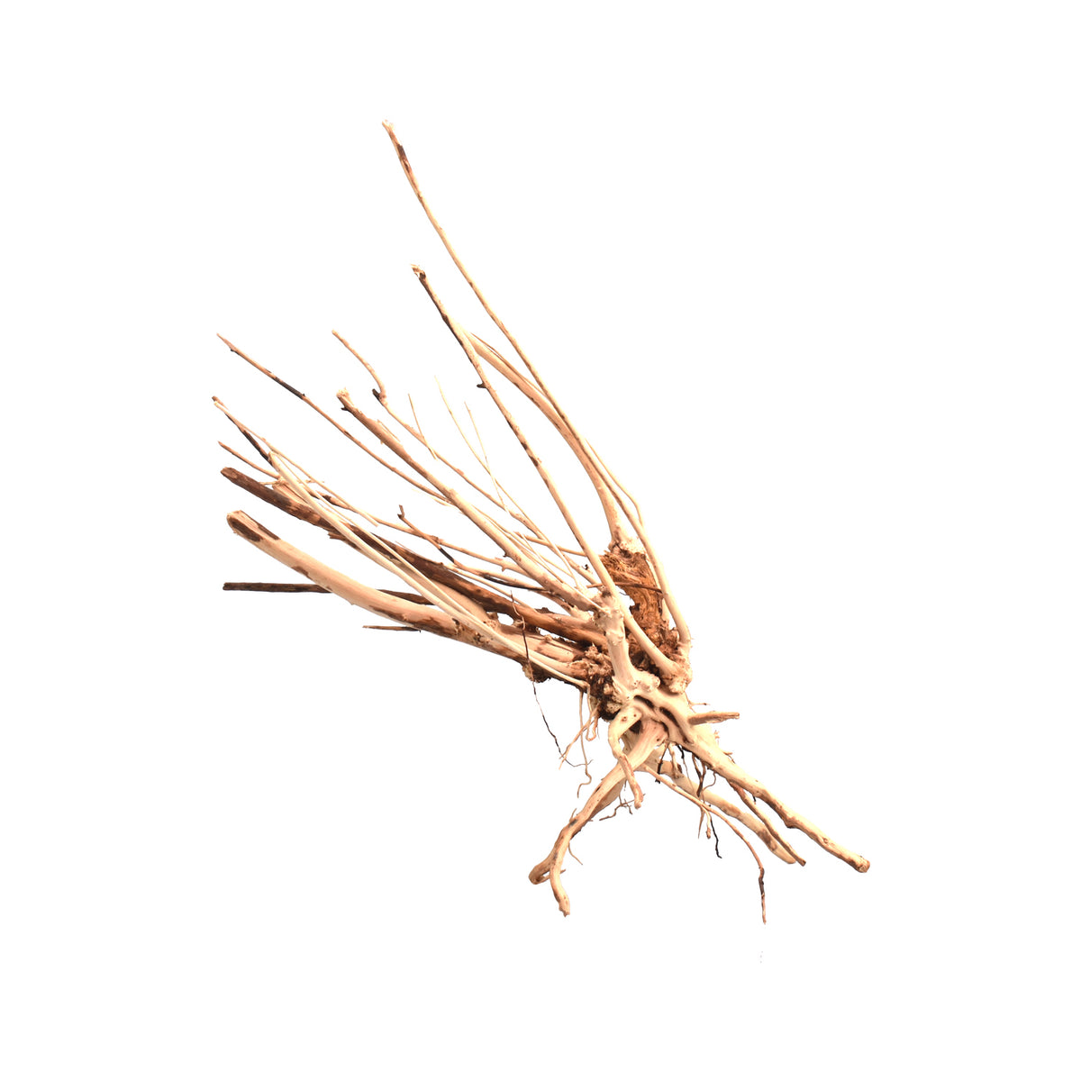AQPET ZEN WOOD SLIM WURZELHOLZ SELECT