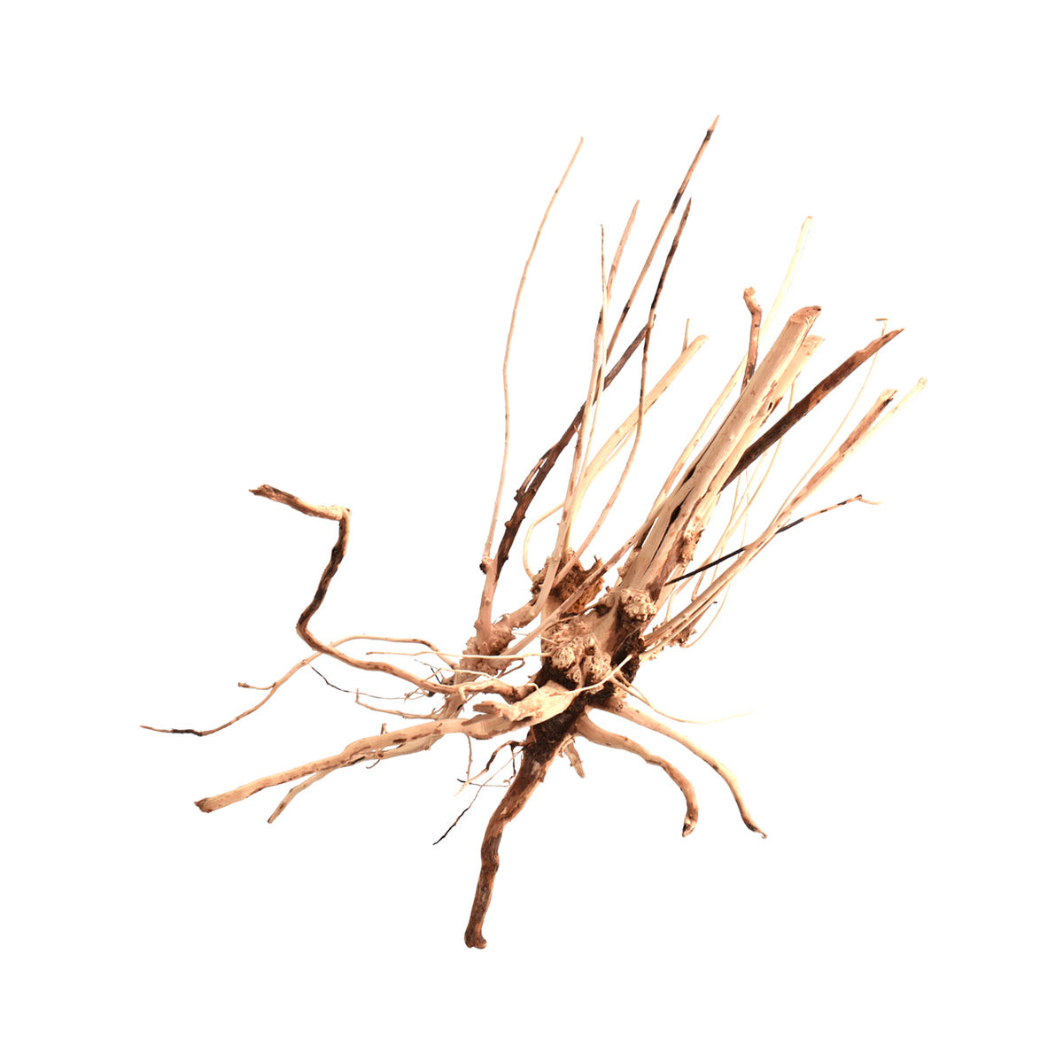 AQPET ZEN WOOD SLIM WURZELHOLZ SELECT
