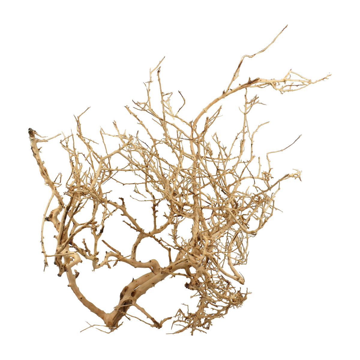 AQPET ZEN WOOD TINY HOLZWURZEL