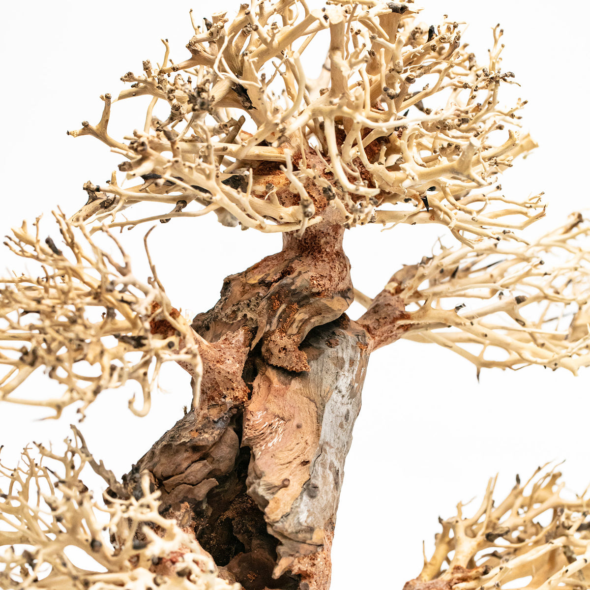 AQPET ZEN BONSAI HOLZ