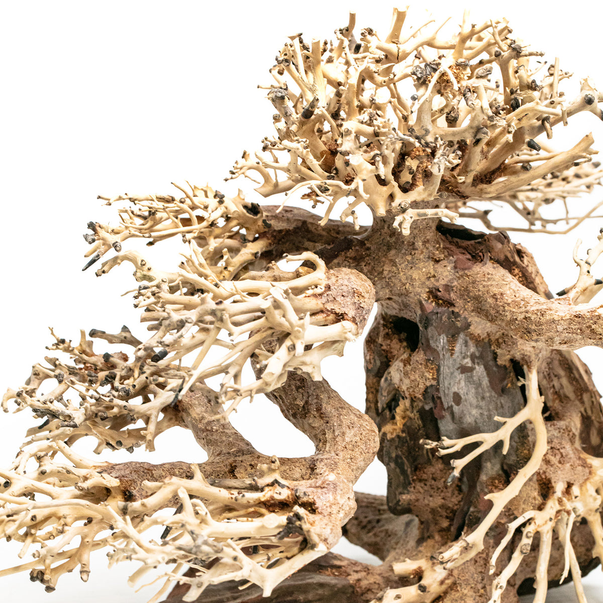 AQPET ZEN BONSAI KIEFER