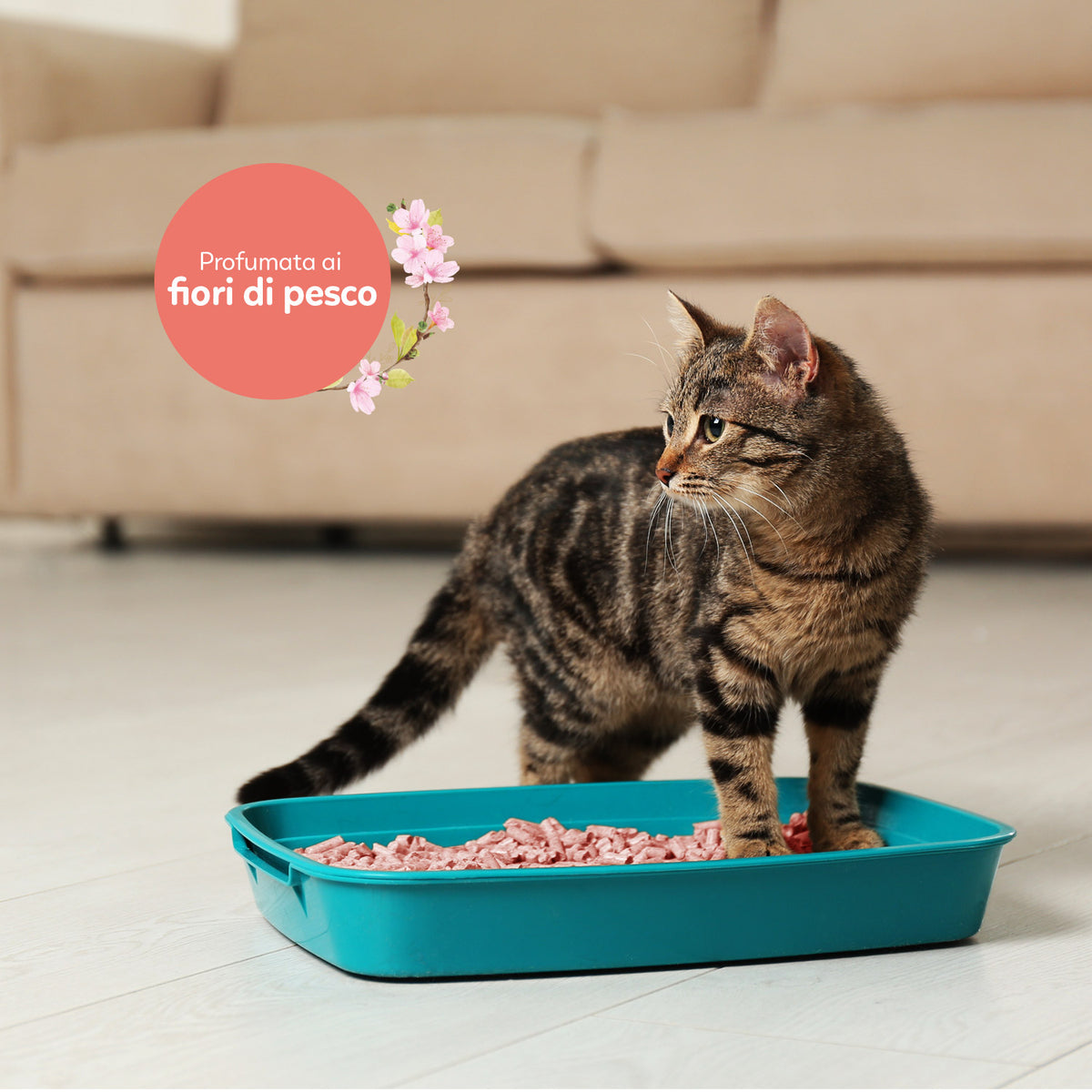 AQPET FRIENDS Catty Green Katzenstreu aus Soja mit Pfirsichblütenduft 6L für Katzen Super saugfähig Geruchsneutralisierend Katzenhygiene