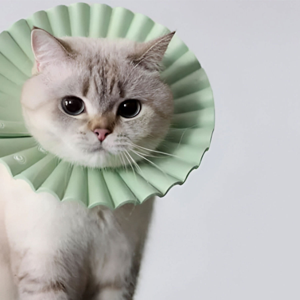 AQPET FRIENDS Weicher Halskragen für Katzen, Tiere, flexibler und leichter Kunststoff, Doppelschicht, verstellbar und bequem, Schutz nach Operationen und Verletzungen