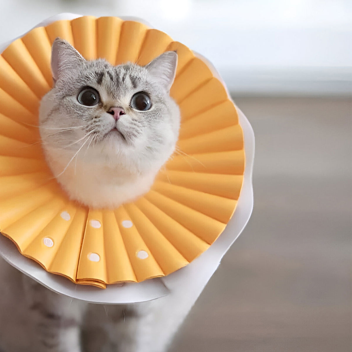 AQPET FRIENDS Weicher Halskragen für Katzen, Tiere, flexibler und leichter Kunststoff, Doppelschicht, verstellbar und bequem, Schutz nach Operationen und Verletzungen