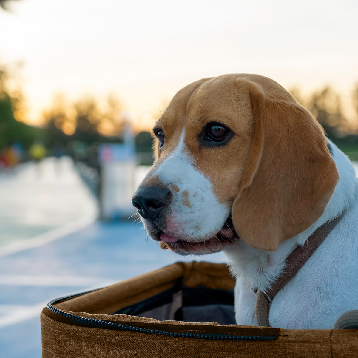 AQPET FRIENDS Bequemer und praktischer Kinderwagen für Hunde mittlerer/kleiner Größe für Hunde und Katzen Sichere Reise