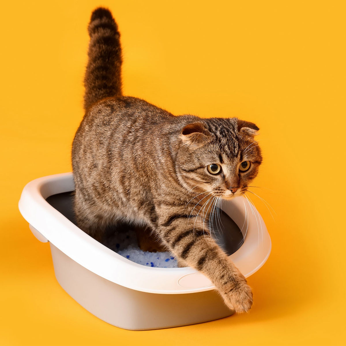 AQPET FRIENDS Katzenstreu aus Silikat, super saugfähig, geruchsbindend, Katzenhygiene