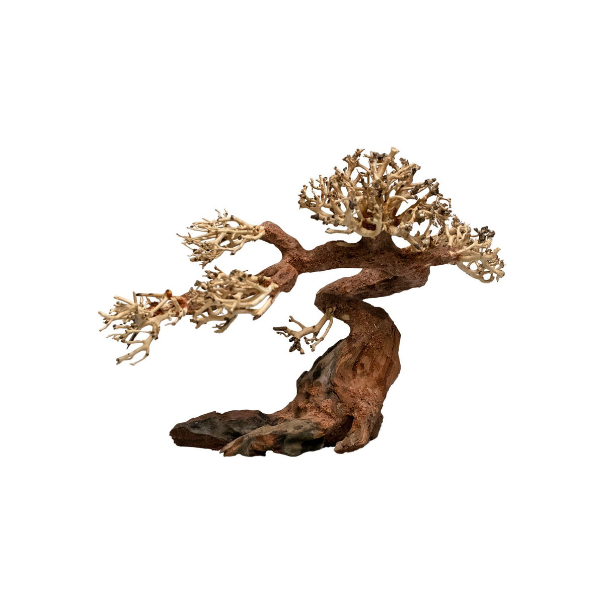 AQPET ZEN BONSAI KRALLE